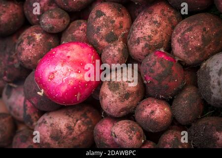 Una patata rossa lavata su quelle sporche. Patate rosse appena scavate nella fattoria. Foto Stock