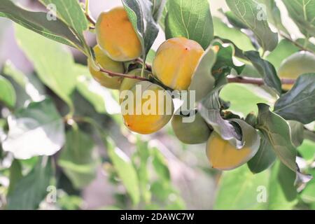 persimmon che cresce su un albero in un giardino, frutti autunnali. giardinaggio e agricoltura. supporto vitaminico per i giorni invernali. Foto Stock