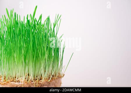 Supercibo, grano germogliato con erba verde su uno sfondo chiaro. Foto Stock