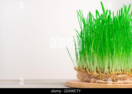 Il grano verde spara con grani su uno sfondo chiaro. Foto Stock