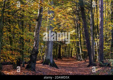 Alberi di faggio (Fagus sylvatica) in una foresta autunnale, Germania, Europa Foto Stock