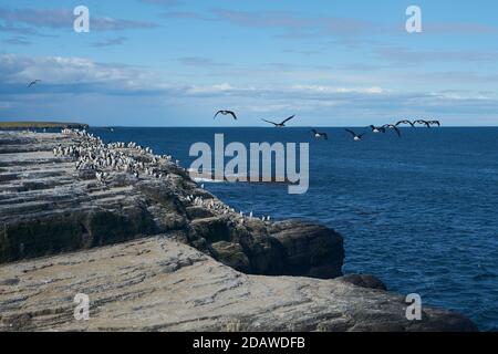 Re cormorano (Phalacrocorax albiceps albiventer) che vola lungo la costa di Bleaker Island sulle Isole Falkland. Grande gruppo di uccelli sulla scogliera Foto Stock