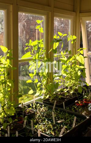 Nepeta cataria, Catnip, piante con altre piantine che crescono in una capanna di vasellatura domestica in estate Foto Stock