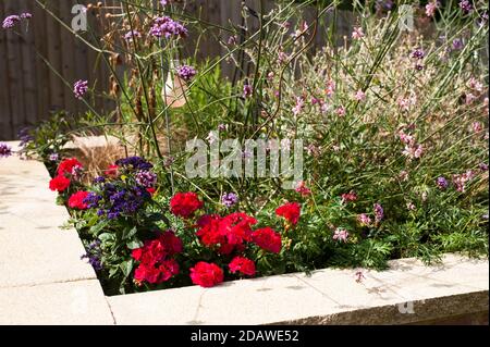 Eliotropo Dwarf Marine, Heliotropium arborescens con pelargoniums zonali che crescono in un letto rialzato Foto Stock