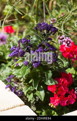 Eliotropo Dwarf Marine, Heliotropium arborescens con pelargoniums zonali che crescono in un letto rialzato Foto Stock