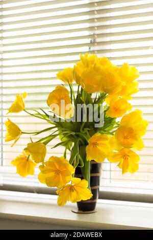 Tulipani gialli in vaso su un davanzale della finestra. Foto Stock