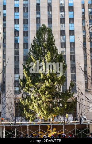 L'iconico albero di Natale arriva al Rockefeller Center appena in tempo per le festività natalizie, New York City, USA 2020 Foto Stock