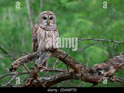 Gufo sbarrato in piedi su un ramo di albero con sfondo verde Foto Stock