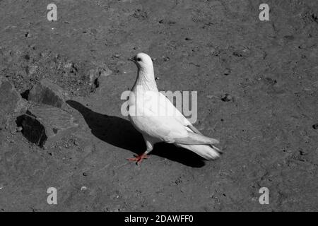 Piccione bianco o colombe su sfondo nero, piccione bianco isolato, uccello di pace Foto Stock