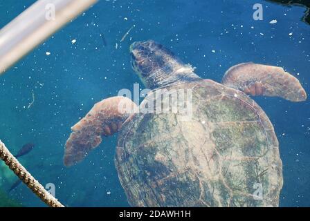 Tartarughe marine nuotare nel porto di Monemvasia, Peloponneso, Grecia Foto Stock