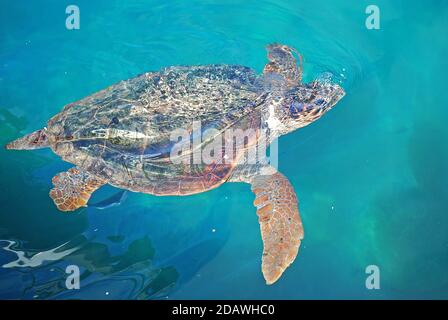 Tartarughe marine nuotare nel porto di Monemvasia, Peloponneso, Grecia Foto Stock