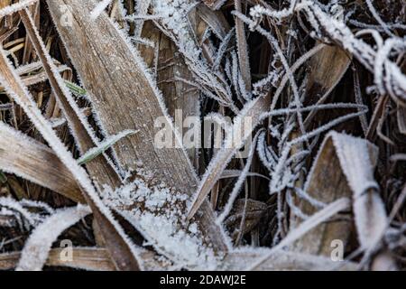 Piante verdi soccombono al gelo freddo in inverno con cristalli di ghiaccio Foto Stock