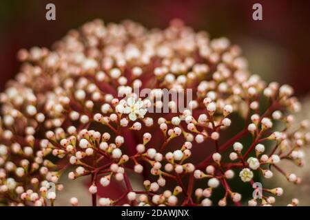 Closeup di papille photinia giapponesi in un campo sotto il luce solare con sfondo sfocato Foto Stock