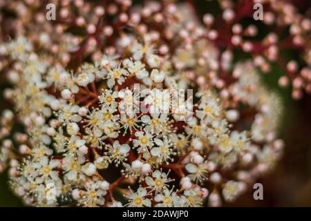 Closeup di papille photinia giapponesi in un campo sotto il luce solare con sfondo sfocato Foto Stock