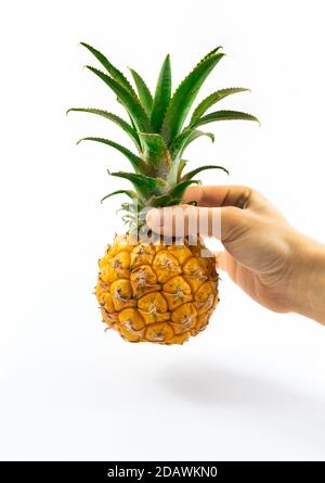 Una serie di foto con un piccolo ananas bambino su uno sfondo bianco isolato in una mano e non solo, bella macro foto illustrativa per il sito Foto Stock