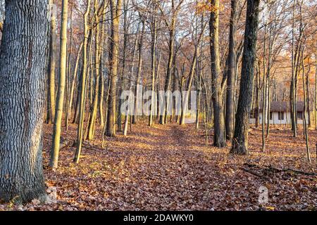 Prairieville, Michigan - il sole di prima mattina illumina un sentiero che conduce a una cabina nel bosco. Foto Stock