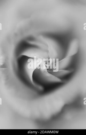 Immagine in bianco e nero di una rosa fotografata con un Lensbaby Sweet Spot 50. Foto Stock