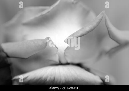 Immagine in bianco e nero di una rosa fotografata con un Lensbaby Sweet Spot 50. Foto Stock