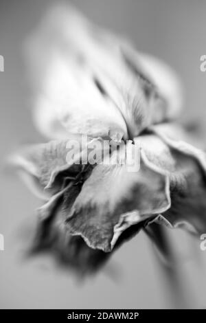 Immagine in bianco e nero di una rosa fotografata con un Lensbaby Sweet Spot 50. Foto Stock