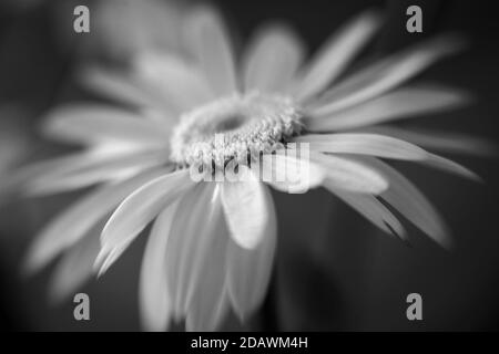 WA18067-00....WASHINGTON - immagine in bianco e nero di un Daisy Shasta in fiore. Foto Stock