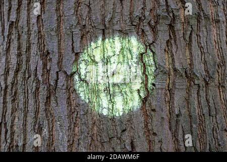 corteccia di albero con un punto verde fatto di vernice spray, all'aperto Foto Stock