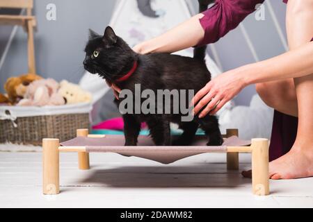 Bellissimo gatto nero su un letto per animali domestici all'interno. Mani umane che accarezzano un gatto, addestrando gli animali domestici a rimanere al loro posto Foto Stock