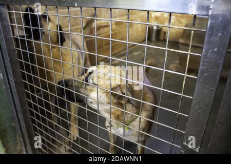 Cane in canile chiuso, gli animali abbandonati, abuso Foto Stock