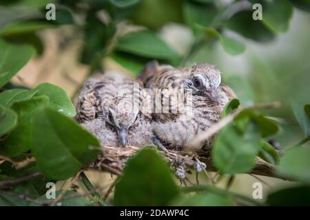 Primo piano di uccelli del bambino nel nido sul albero Foto Stock