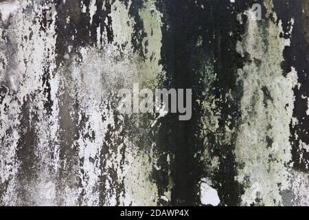 Lichene sulla parete di cemento texture sfondo Foto Stock