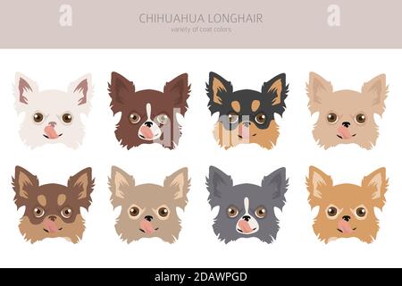 Cani Chihuahua diversi colori cappotto. Set di caratteri Chihuahuas. Illustrazione vettoriale Illustrazione Vettoriale