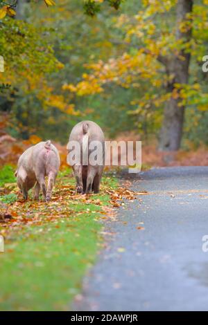 Semina e Piglet Pig Foraging sul bordo della strada durante Pannage nella New Forest UK dove vengono rilasciati i maiali Per cancellare i corn Foto Stock