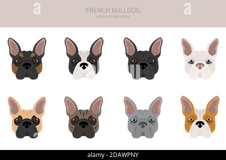 Bulldog francese. Diverse varietà di cappotto colore cane set. Illustrazione vettoriale Illustrazione Vettoriale