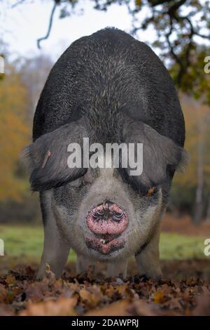 Grande Black Sow Pig Foraging per cibo durante il Pannage in La New Forest UK dove i maiali sono rilasciati a Clear Ghiande Foto Stock