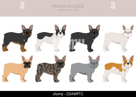Bulldog francese. Diverse varietà di cappotto colore cane set. Illustrazione vettoriale Illustrazione Vettoriale