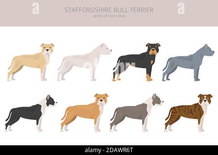Cani tipo Pit bull. Staffordshire bull terrier. Diverse varietà di cappotto colore bully cani set. Illustrazione del vettore Illustrazione Vettoriale