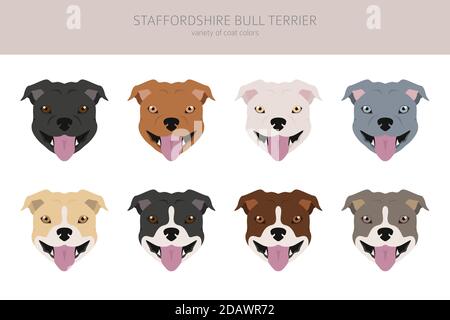 Cani tipo Pit bull. Staffordshire bull terrier. Diverse varietà di cappotto colore bully cani set. Illustrazione del vettore Illustrazione Vettoriale