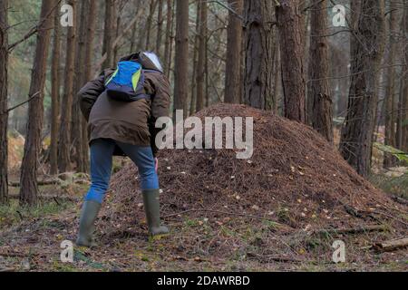 Donna con zaino investigando UN grande legno Ants Nest, Formica Rufa, in UNA foresta di pini, Hampshire UK Foto Stock