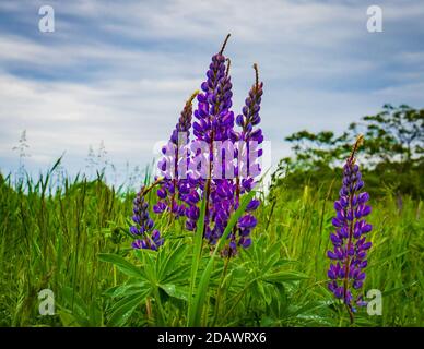 campo di lupini in fiore all'inizio dell'estate Foto Stock