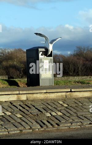 Seagull scavenging un cestino rifiuti sul lungomare di Ayr, Scozia Foto Stock