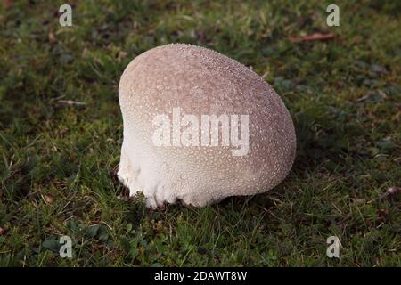 Fungo di puffball comune Lycoperdon perlatum o Devils Snuffbox fungo commestibile In crescita nel Regno Unito Foto Stock