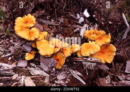 Pollo giovane dei boschi - Laetiporus sulfureus o Sulphur Polyporo - fungo commestibile, sgabello o fungo, UK Foto Stock