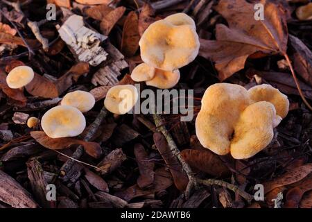 Pollo giovane dei boschi - Laetiporus sulfureus o Sulphur Polyporo - fungo commestibile, sgabello o fungo, UK Foto Stock