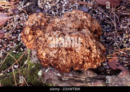 Fungo di cavolfiore o fungo di cervello, Sparassis crisspa, che è un fungo commestibile Foto Stock