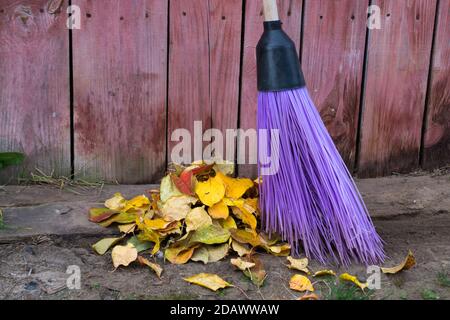 Una scopa rotonda con manico in legno di lunghezza viola spazzolare con un supporto in plastica nero accanto a. autunno giallo e rosso foglie morte di alberi da frutto Foto Stock