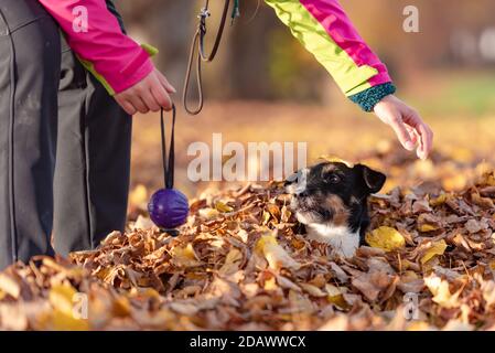Proprietario del cane gioca con il suo piccolo Jack Russell Terrier in un heap del fogliame in autunno. Hanno un sacco di divertimento insieme Foto Stock