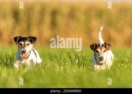 Due cani di piccola taglia sono in esecuzione su un prato nella stagione autunno in luce morbida Foto Stock