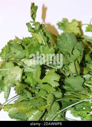 Coriandrum sativum, foglie di coriandolo di freschezza isolato con fondo bianco. Foto Stock