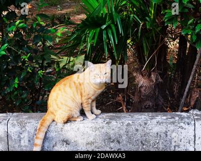 Un gatto tabby zenzero con un look poppa si siede un confine vicino a una palma e un cespuglio Foto Stock