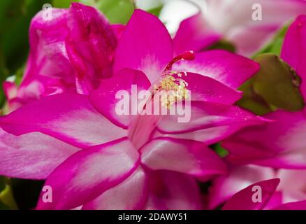 Primo piano di fiori rosa di het di cactus di Natale, Schlumbergera truncata Foto Stock