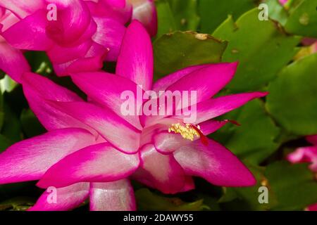 Primo piano di fiori rosa di het di cactus di Natale, Schlumbergera truncata Foto Stock